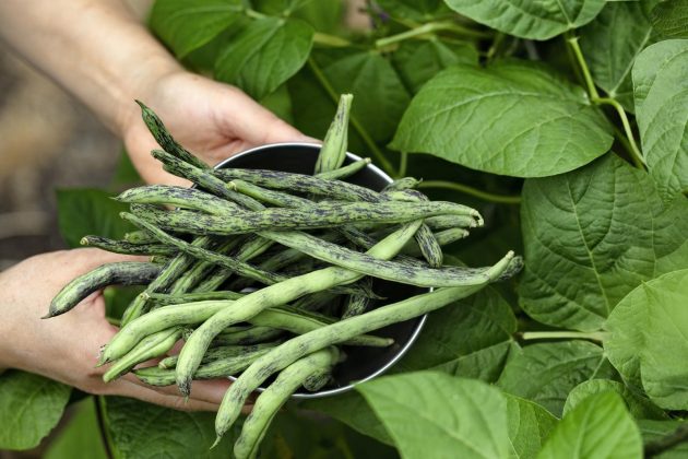 haricots verts dans un jardin