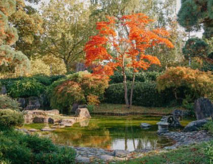 bassin de jardin