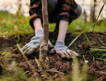 jardinage potager bio