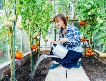 Jeune femme arrosant les tomates dans une maison verte à l'aide d'une boîte d'arrosage.
