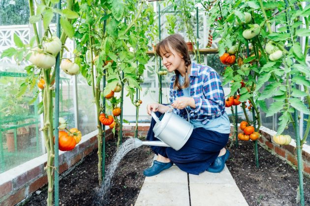 Jeune femme arrosant les tomates dans une maison verte à l'aide d'une boîte d'arrosage.