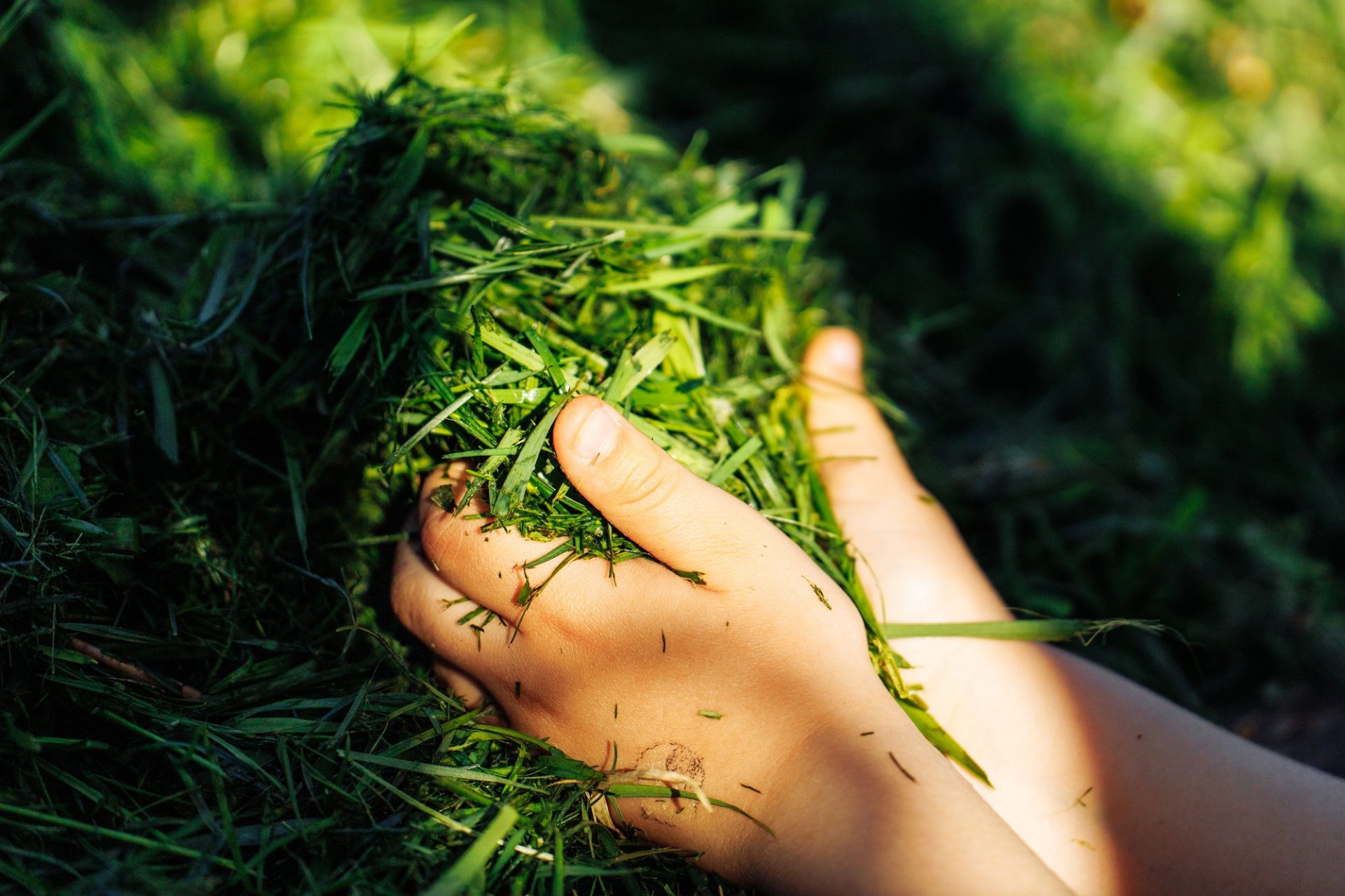Closeup Closeup Heum Human tenant des herbes vertes fraîches coupées naturelles au soleil, compost en tant qu'engrais écologique, plantes biologiques pour le sol.