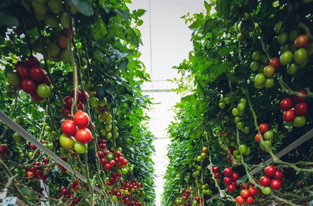 Une longue rangée de tomates poussant dans une serre