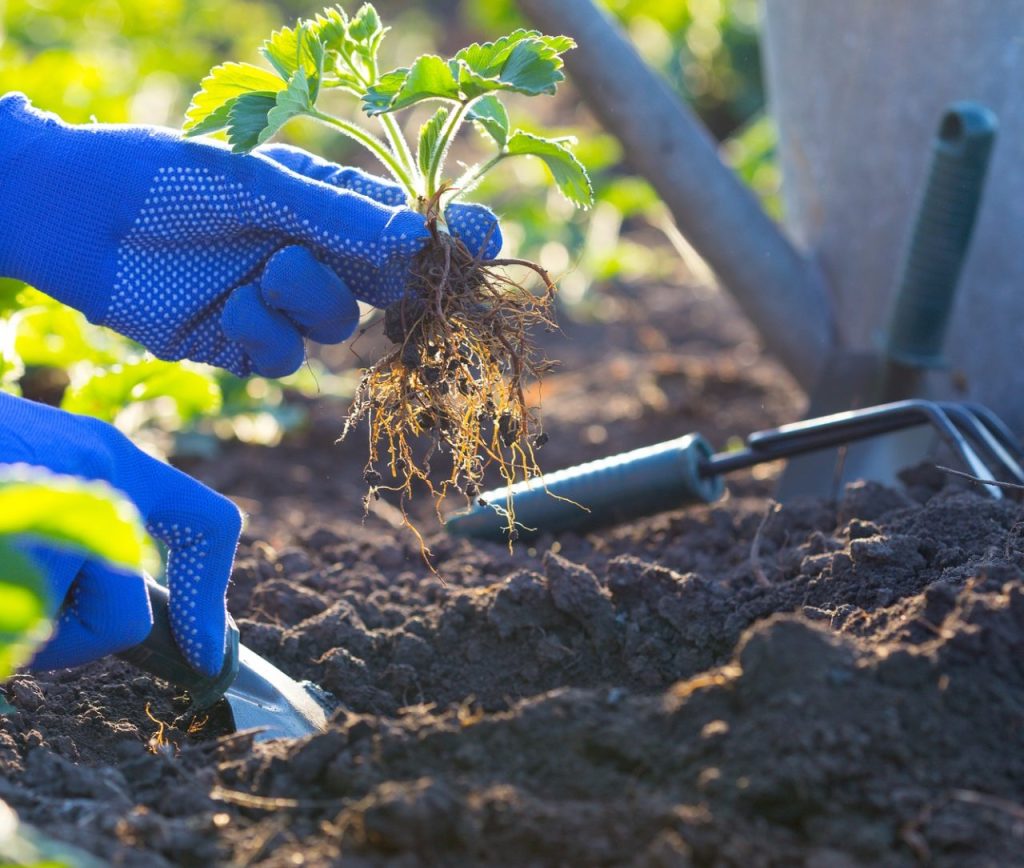 Planter des fraises dans le jardin - les mains tenant un semis, une boîte d'arrosage et une pelle en arrière-plan