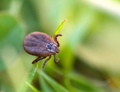 Tele de cerf dormant sur la tige de l'herbe.