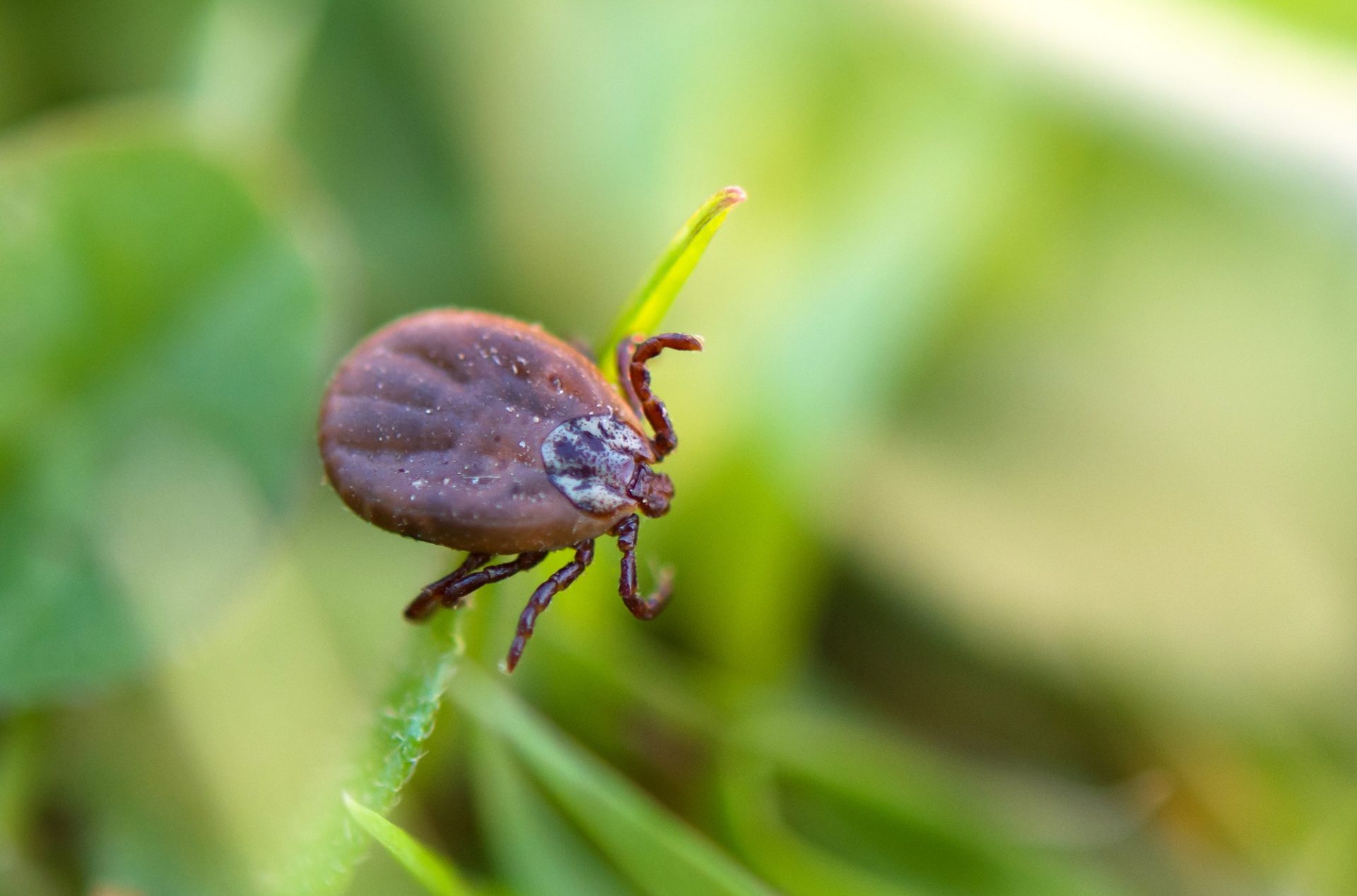 Tele de cerf dormant sur la tige de l'herbe.