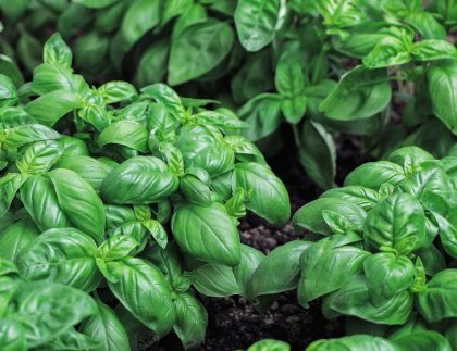 Gros plan des plantes de basilic - plantes aromatiques, feuilles vertes