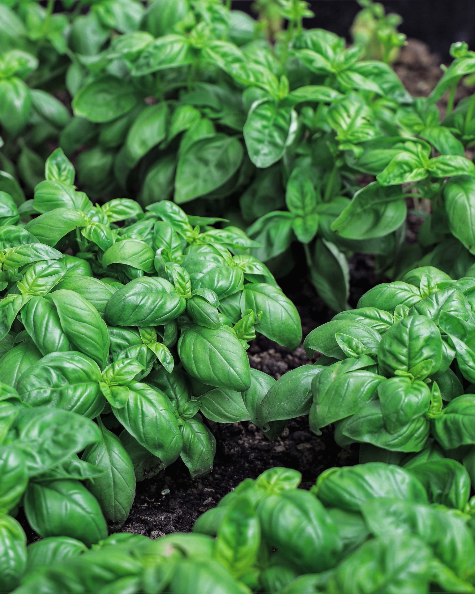 Gros plan des plantes de basilic - plantes aromatiques, feuilles vertes