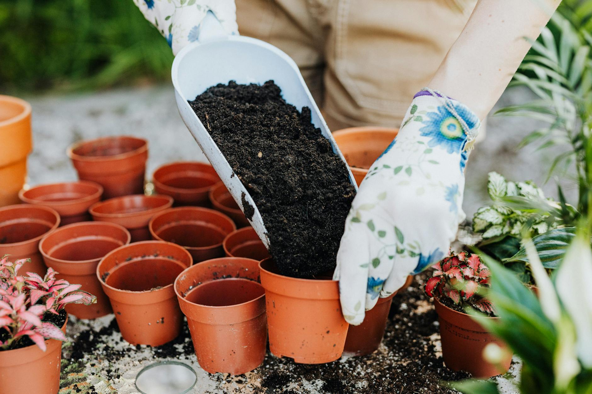Une personne portant des gants remplit des pots en terre cuite de terre pour planter à l'extérieur.