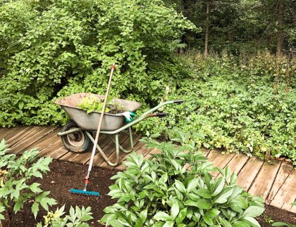 La brouette et le râteau dans Green Garden sur le chemin en bois, les outils de jardinage essentiels pour planter et creuser.