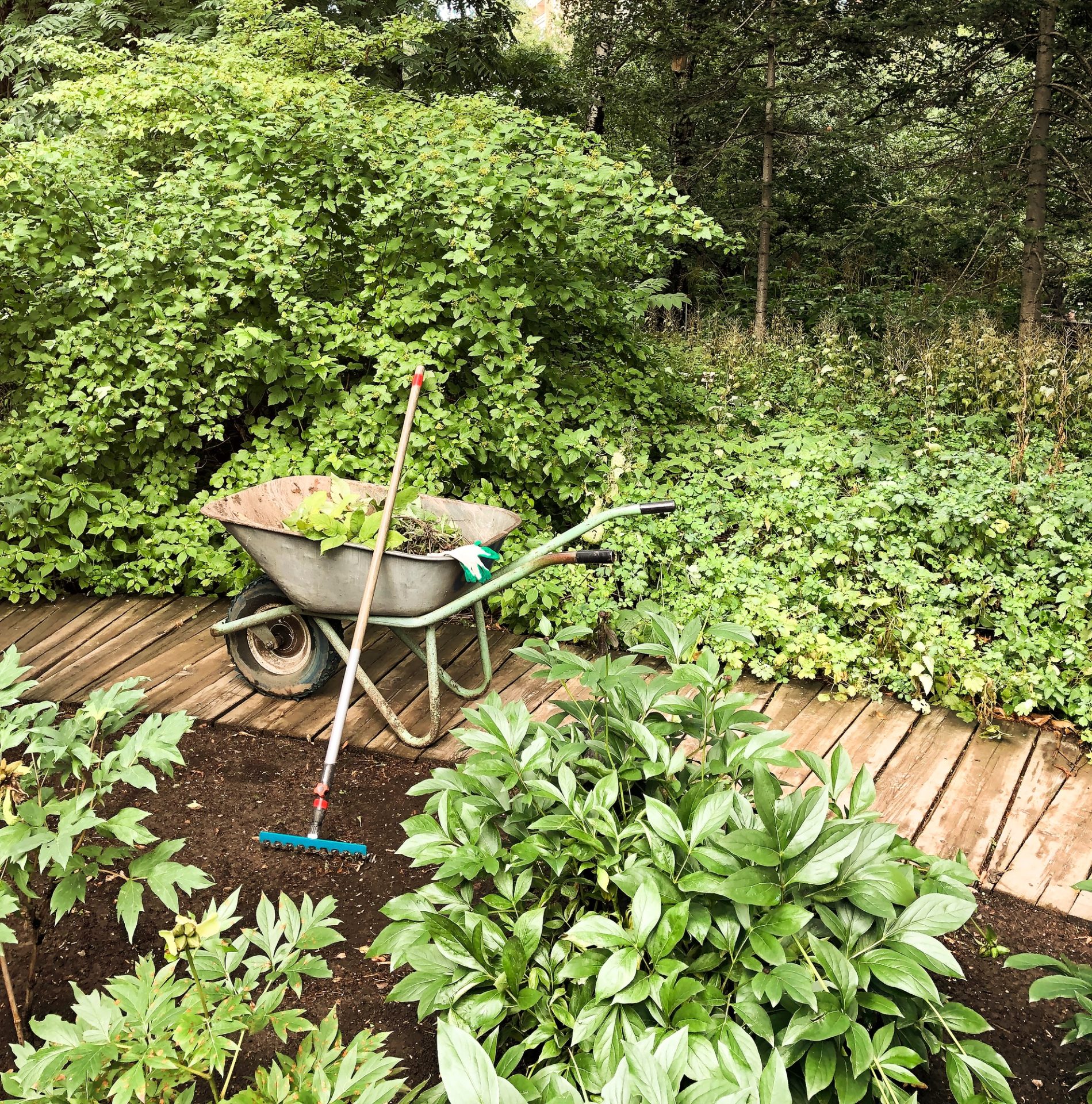 La brouette et le râteau dans Green Garden sur le chemin en bois, les outils de jardinage essentiels pour planter et creuser.