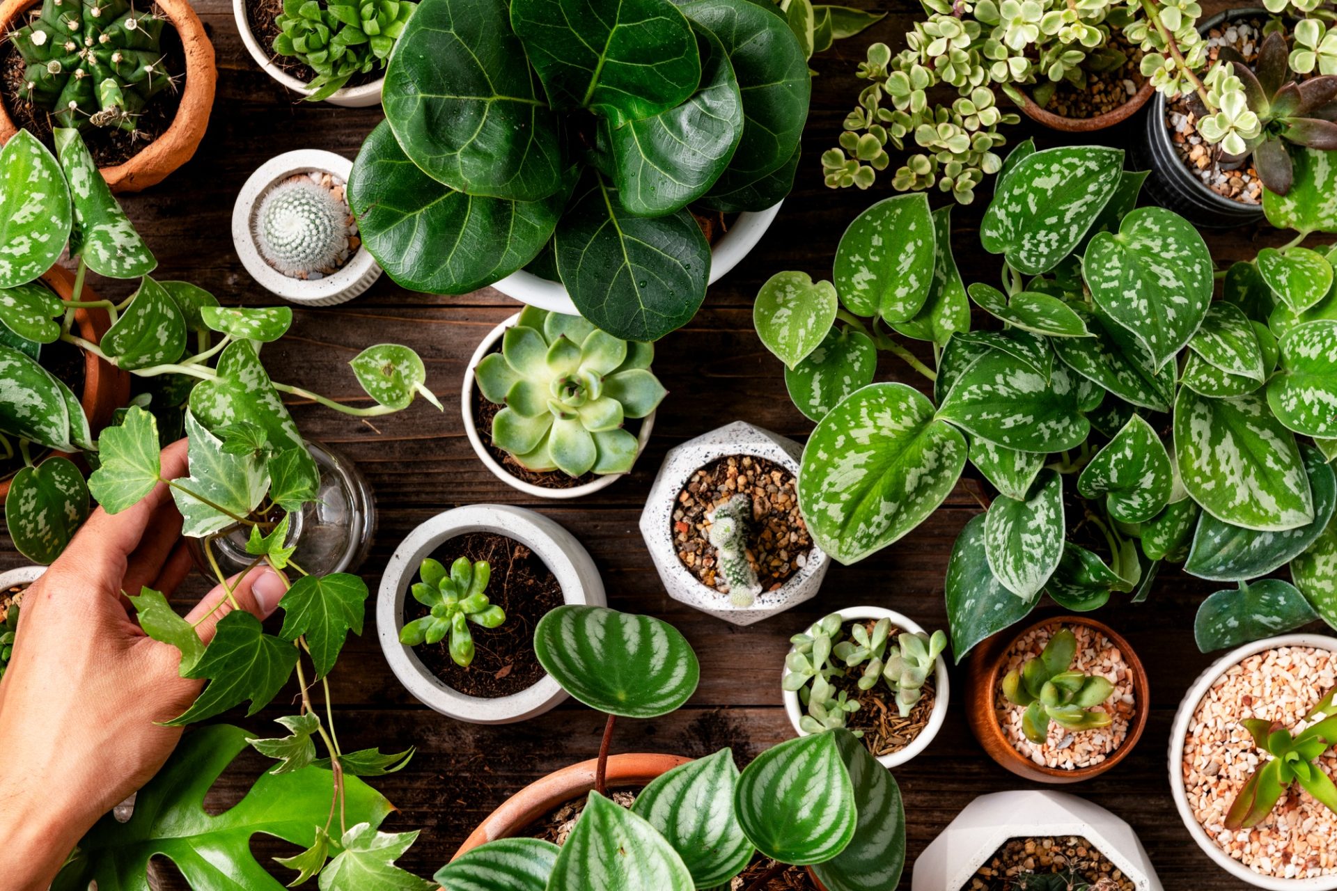 Contexte de la plante d'intérieur verte pour les amateurs de plantes