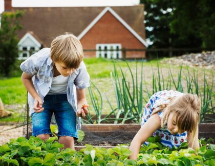 Garçon et fille debout près d'un lit de légumes dans un jardin, cueillant des légumes.