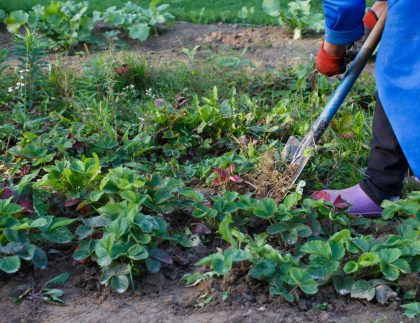 Femme désherbant les mauvaises herbes de la fraise dans le domaine, processus de travail