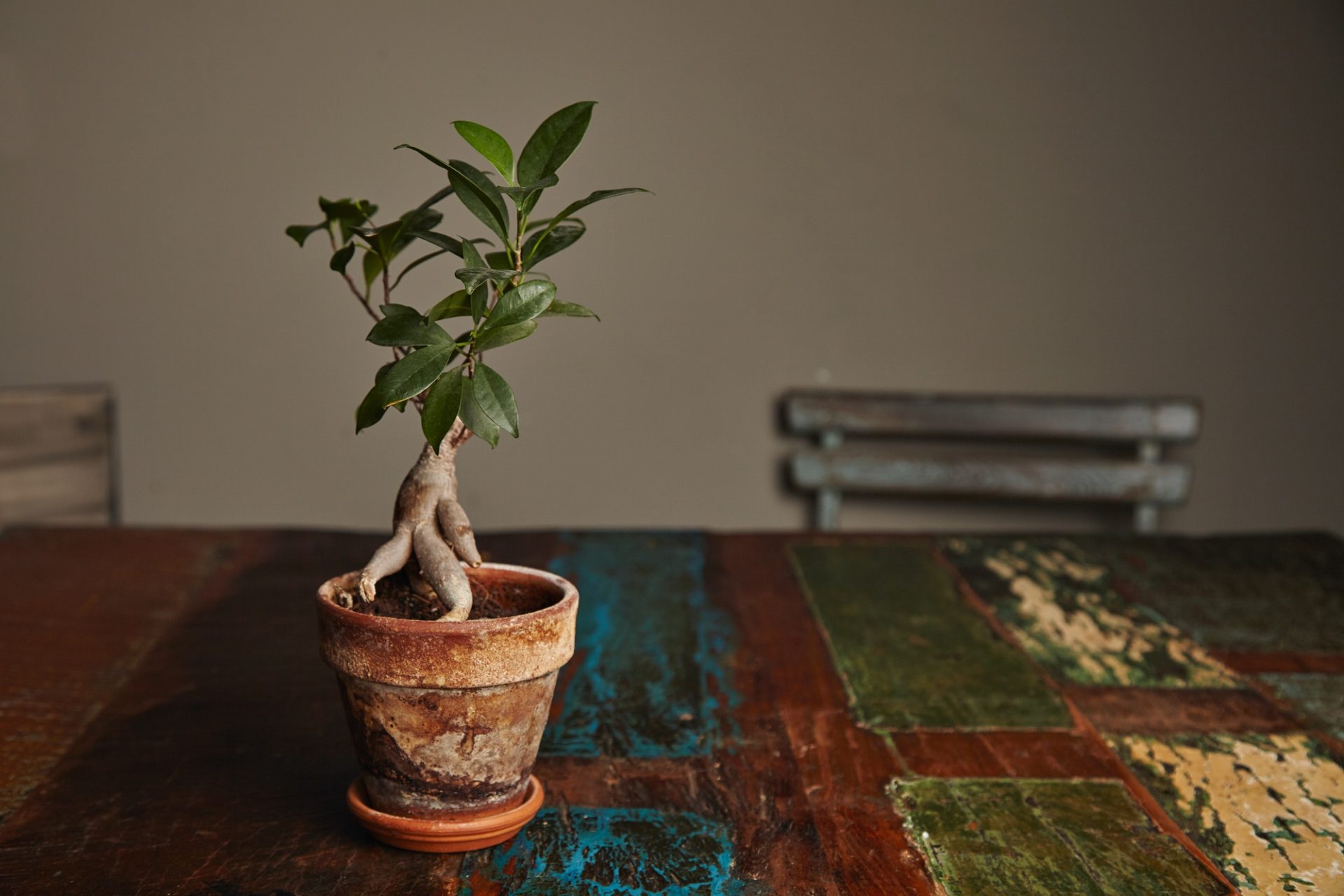 Bel arbre vert vert cultivé comme un bonsaï en ginseng dans un pot d'argile taché rustique sur une vieille table en bois rugueuse avec de la peinture époustouflante