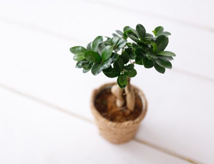 Small Bonsai Ficus Microcarpa Ginseng Plant sur fond blanc