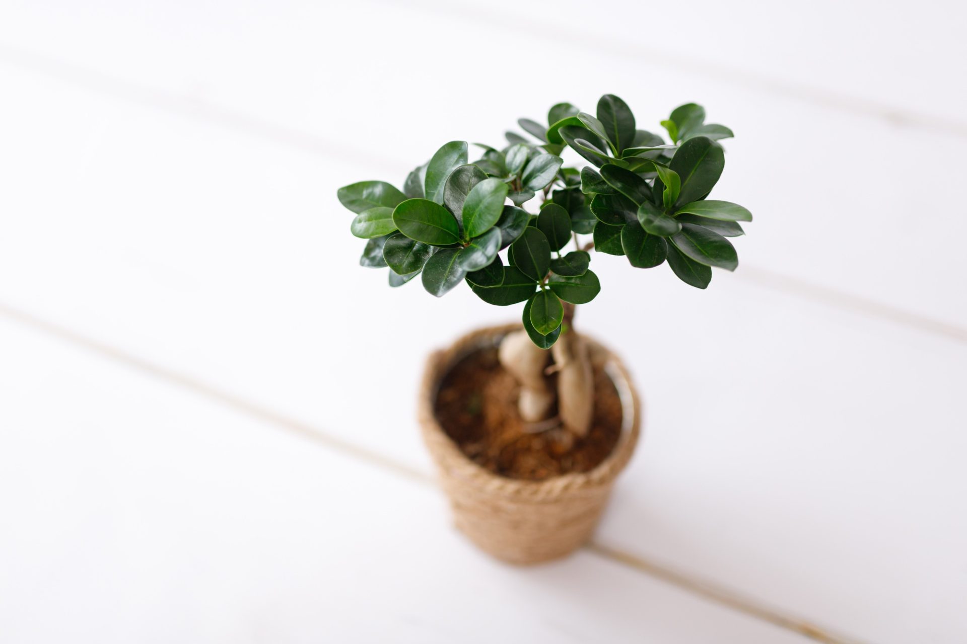 Small Bonsai Ficus Microcarpa Ginseng Plant sur fond blanc