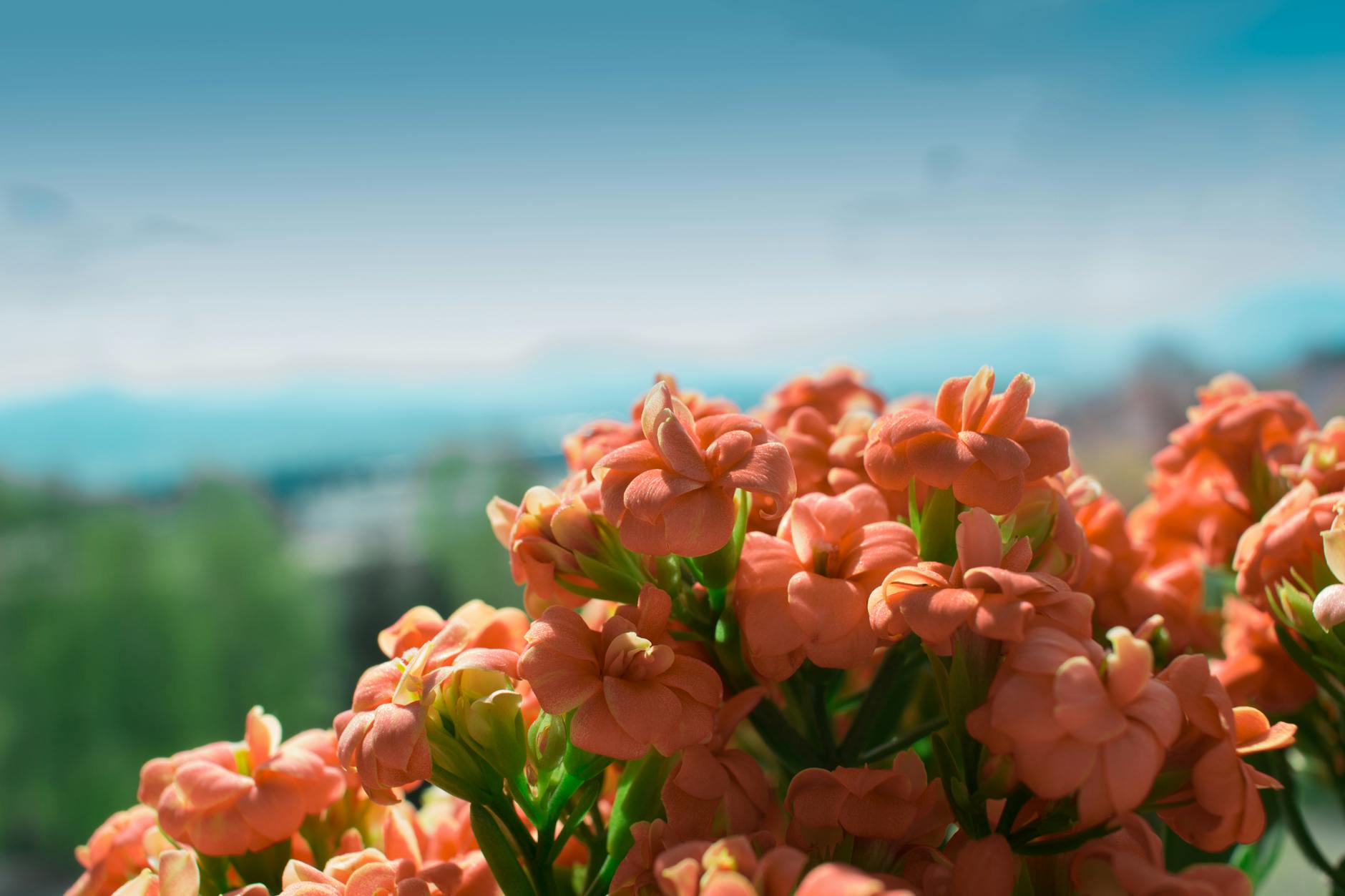 Une exposition dynamique de fleurs orange avec un fond naturel flou.