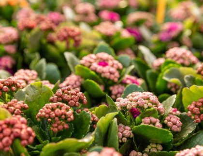 Kalanchoe Blossfeldiana prête pour la floraison dans la pépinière végétale