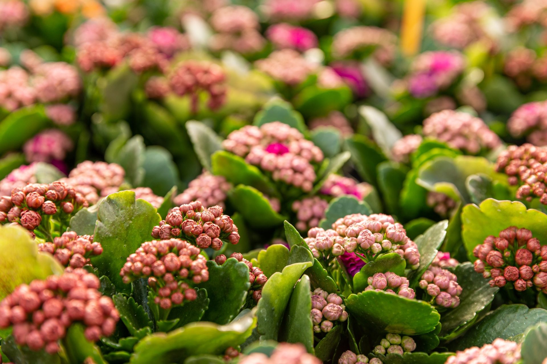 Kalanchoe Blossfeldiana prête pour la floraison dans la pépinière végétale