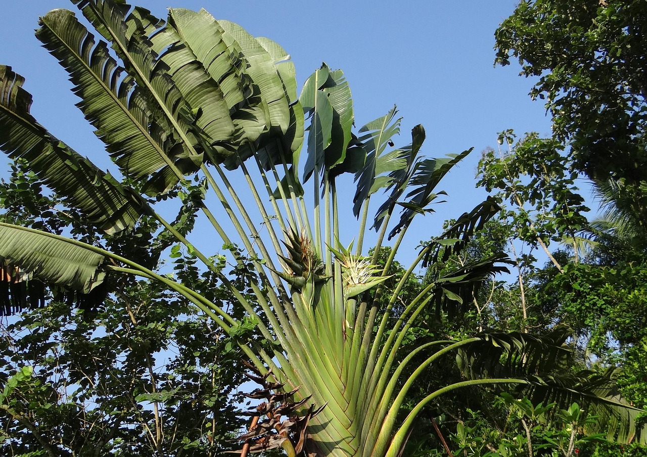 Ravenala madagascariensis