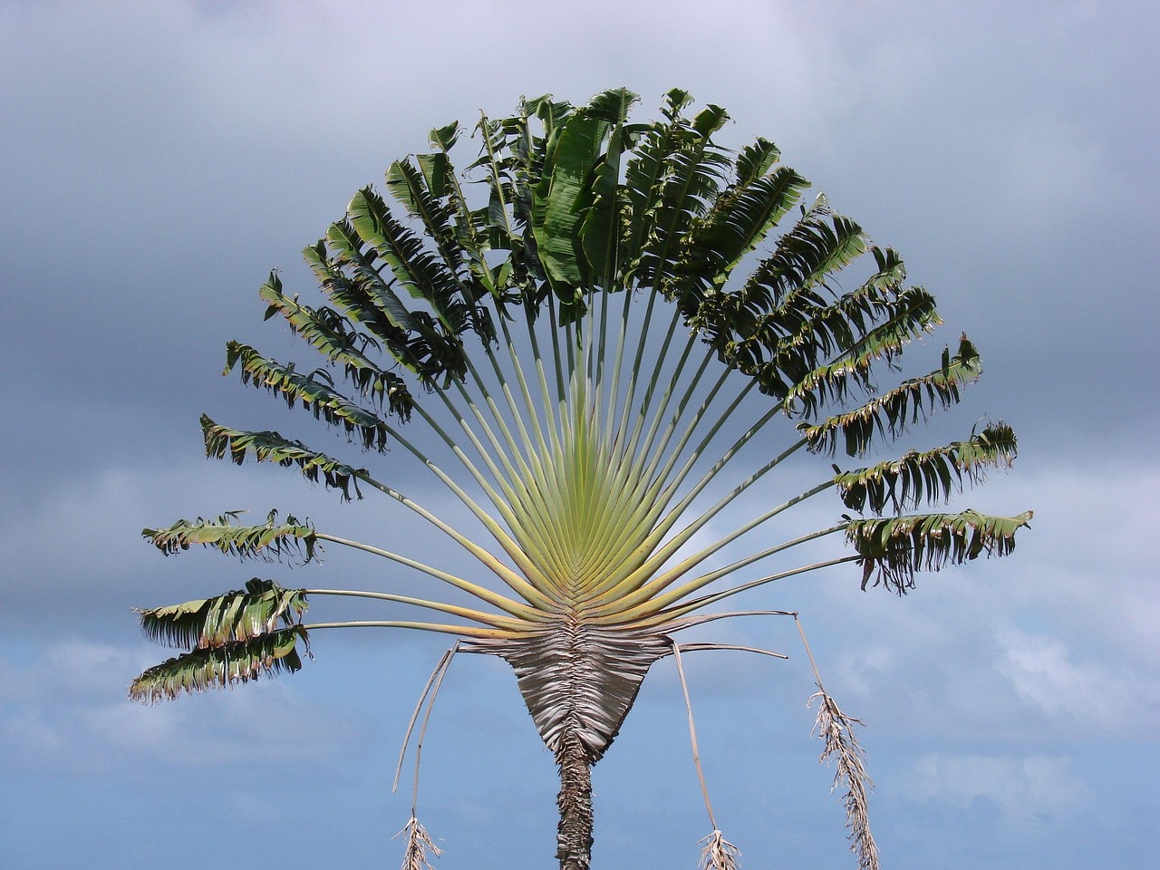 arbre