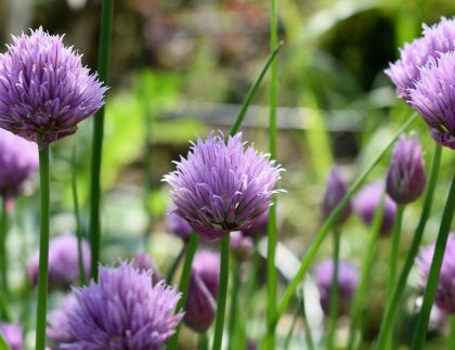 Gros plan de fleurs de ciboulette violet en fleurs dans un jardin luxuriant pendant l'été.