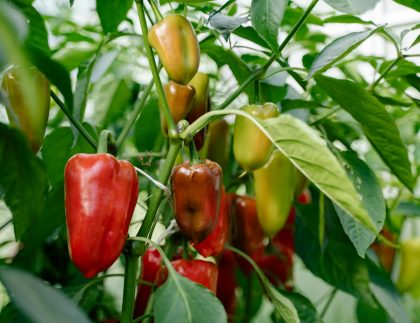 Des poivrons rouges et verts vibrants poussant sur une plante, présentant l'agriculture et les produits sains.