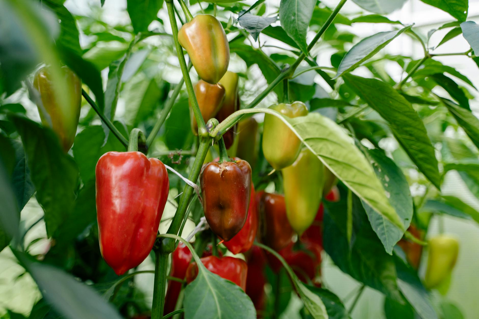 Des poivrons rouges et verts vibrants poussant sur une plante, présentant l'agriculture et les produits sains.