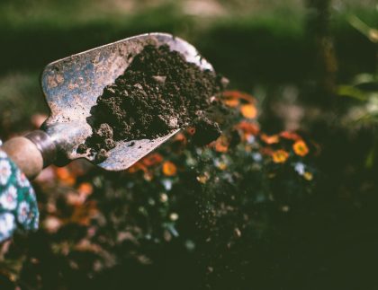 Gros plan d'une pelle de jardinage de terre, entourée de fleurs vibrantes dans un jardin extérieur.
