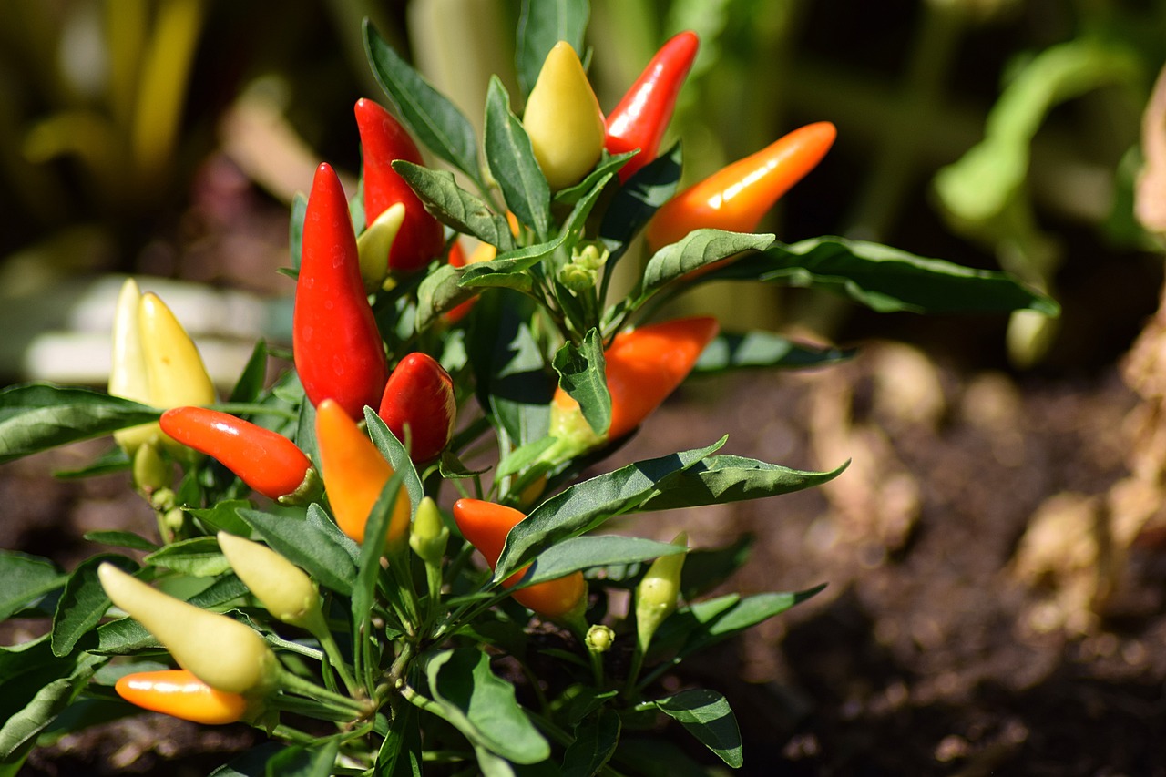piment