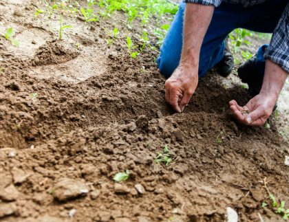 Gros plan d'une personne plantant des graines dans le sol, mettant l'accent sur le jardinage et la culture.