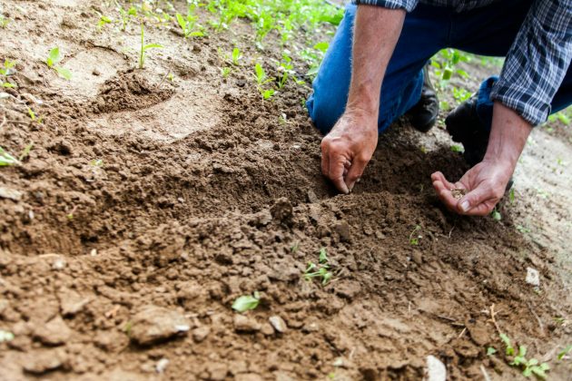 Gros plan d'une personne plantant des graines dans le sol, mettant l'accent sur le jardinage et la culture.