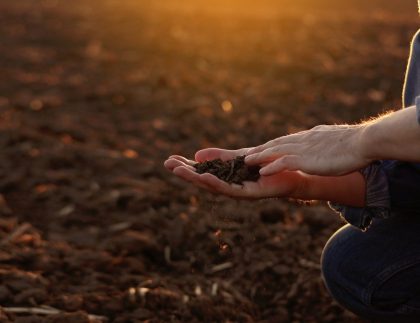 La main de l'agriculteur masculin détient une poignée de sol sec et vérifie la fertilité et la qualité du sol avant de semer les cultures sur le champ labouré au coucher du soleil.