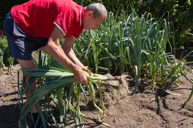 Les poireaux de récolte de l'homme, jardinage, août, les mains de l'homme tiennent les tiges de poireau