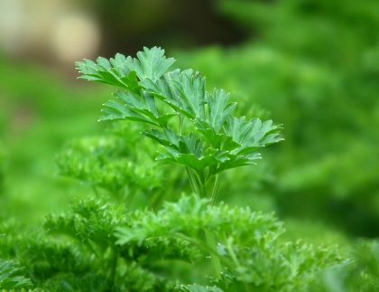 Un plan rapproché détaillé de feuilles de persil vert frais et vibrantes avec des gouttes de rosée.