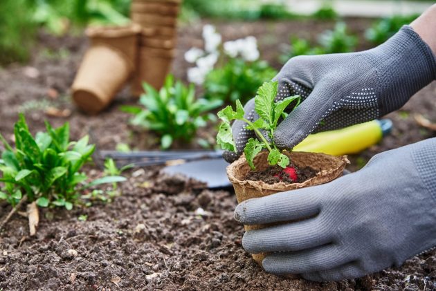 Jardinier dans des gants plantant une plante agricole dans le pot dans le jardin d'arrière-cour.