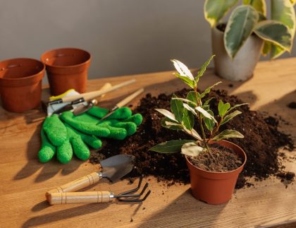 Des outils de jardinage, des gants et une plante en pot sur une table en bois avec du sol, prêt pour le rempotage et la transplantation en plein soleil.
