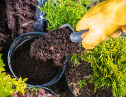 Le gros plan du terreau versé dans un pot de plantes à l'aide de la spatule de jardinage.