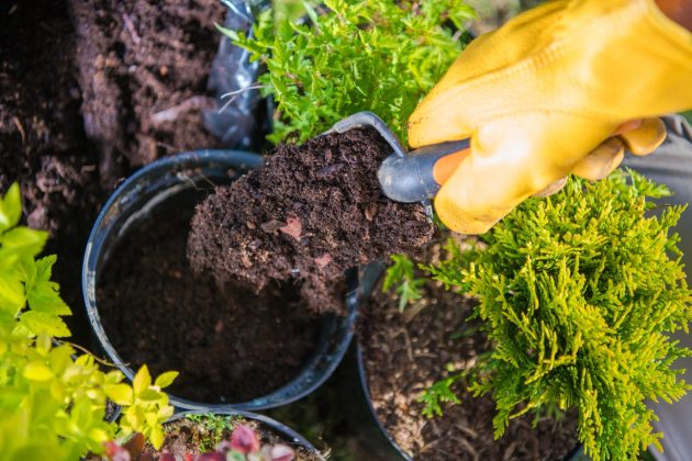 Le gros plan du terreau versé dans un pot de plantes à l'aide de la spatule de jardinage.