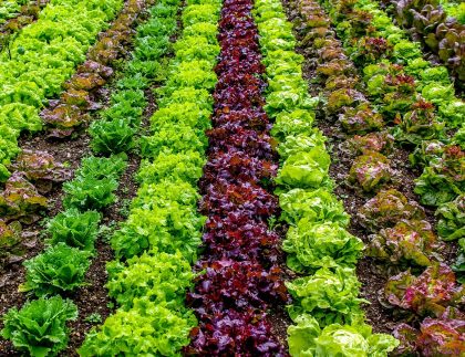 salade