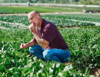 Les agriculteurs âgés dégustant des épinards frais dans un champ vert luxuriant, symbolisant l'agriculture biologique.