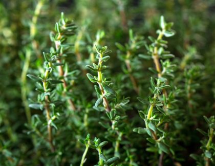 Thym biologique frais