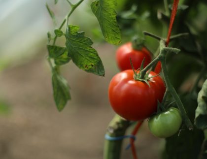 Un gros plan de tomates poussant sur une plante