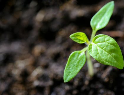 Gros plan dynamique d'un jeune semis de tomate gerpant dans le sol.