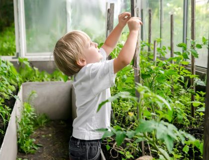 Little Child Boy attache des plantes de tomates à Greenhouse.