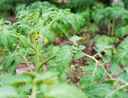 Fleurs jaunes de la plante de tomate, tomates fleuries dans le jardin, cultivant des légumes dans l'arrière-cour, grossière.