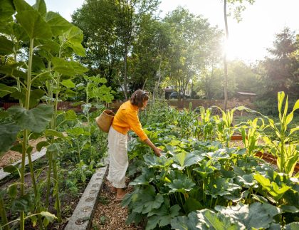 Jardin végétal avec une femme qui s'occupe des plantes cultivées dans les terres agricoles locales pendant le coucher du soleil.