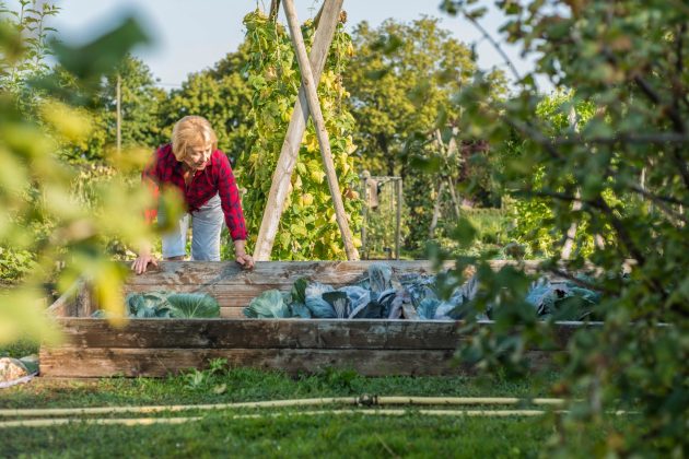 Jardinage des femmes âgées en patch à légumes