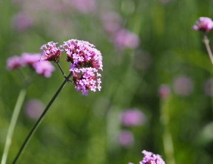 Bouquet de verveine petite floraison violette florale dans le jardin flou de la nature, concept d'espace de copie pour la conception de texte en écriture en arrière-plan pour la bannière, la carte, le fond d'écran, la page Web